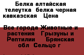 Белка алтайская телеутка, белка черная кавказская › Цена ­ 5 000 - Все города Животные и растения » Грызуны и Рептилии   . Брянская обл.,Сельцо г.